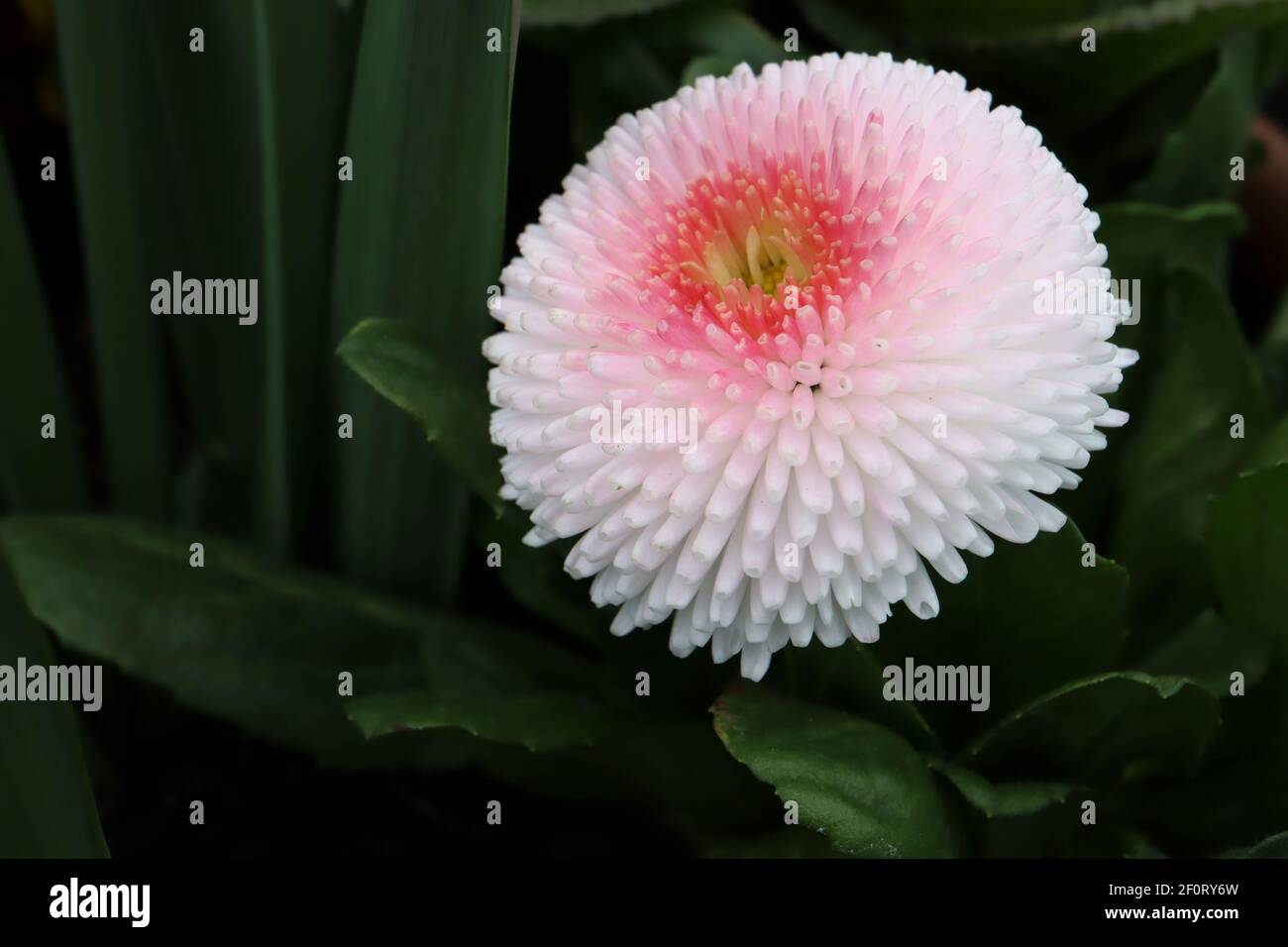 Pomponette rose Banque de photographies et d'images à haute résolution -  Alamy