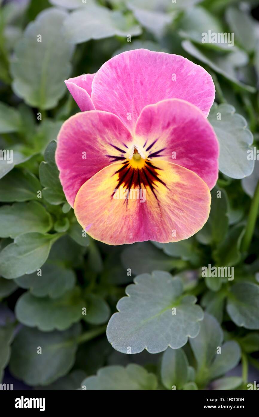 Viola Panola Rose Picotee Rose Picotee Pansy – violons roses et jaunes, mars, Angleterre, Royaume-Uni Banque D'Images