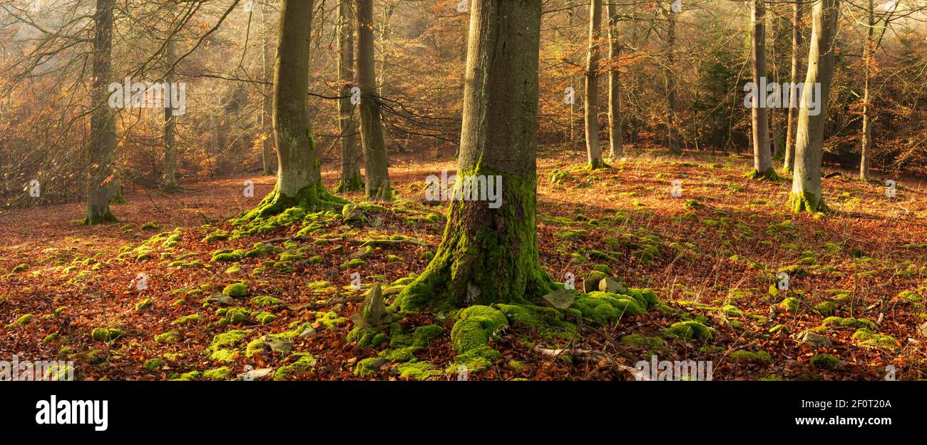 Forêt de hêtre clair sur une pile de bois avec de la mousse à la fin de l'automne, parc national de Kellerwald-Edersee, Hesse, Allemagne Banque D'Images