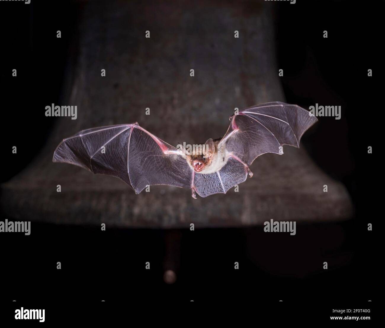 Grande chauve-souris (Myotis myotis), volant devant la cloche de l'église, Thuringe, Allemagne Banque D'Images