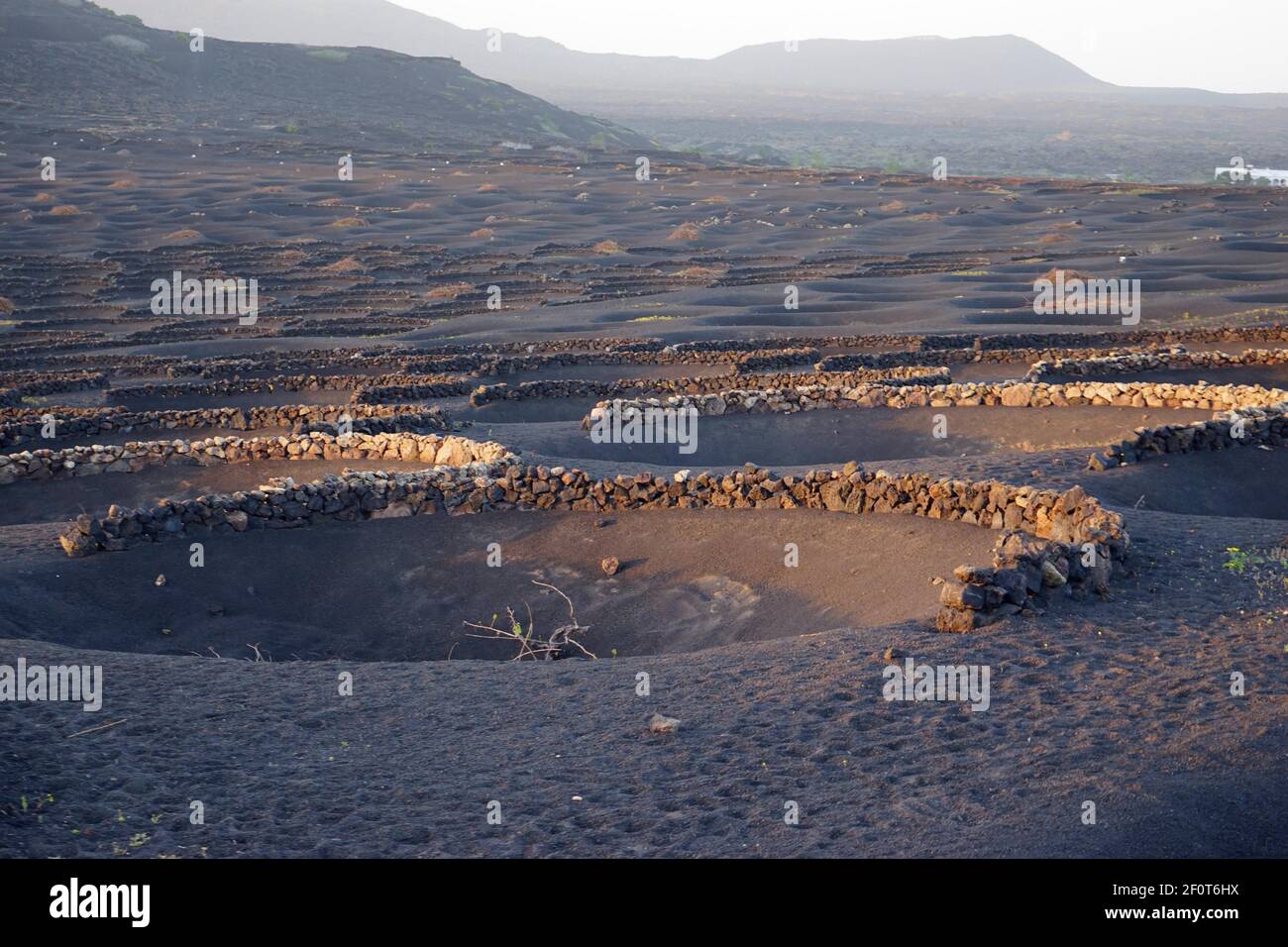 La Geria, Vineyard, vignes poussant dans des fosses volcaniques noires, lapilli cendres, méthode de culture sèche connue sous le nom d'enarenado, la région viticole de la Geria Banque D'Images La Geria, Vineyard, vignes poussant dans des fosses volcaniques noires, lapilli cendres, méthode de culture sèche connue sous le nom d'enarenado, la région viticole de la Geria Banque D'Images