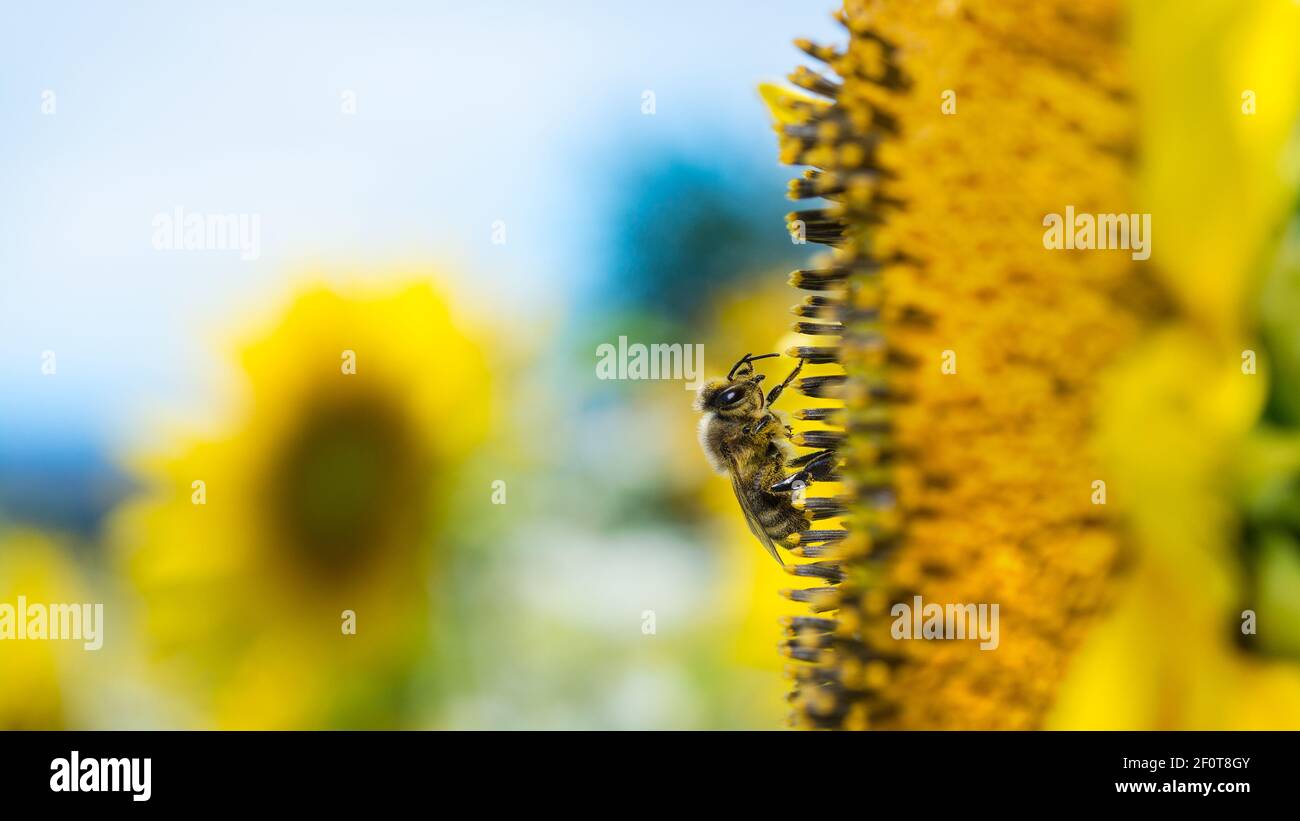 Abeille européenne sur fleur commune de tournesol. API mellifera. Helianthus annuus. Gros plan sur l'abeille ouvrière. Fleur jaune. Fond bleu ciel. Banque D'Images
