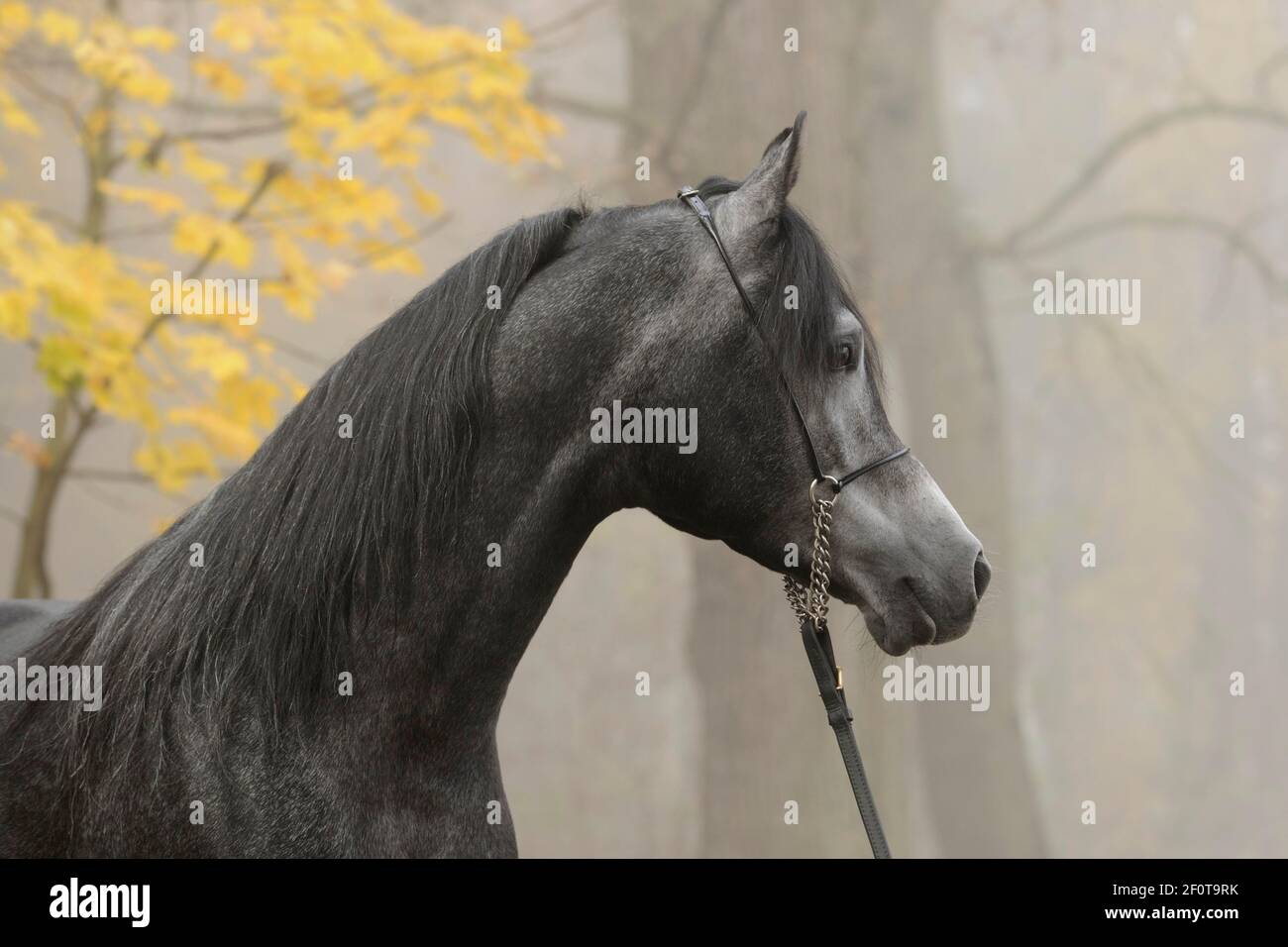 Pur-sang arabe, étalon, gris dans la brume, avec haltère, automne Banque D'Images