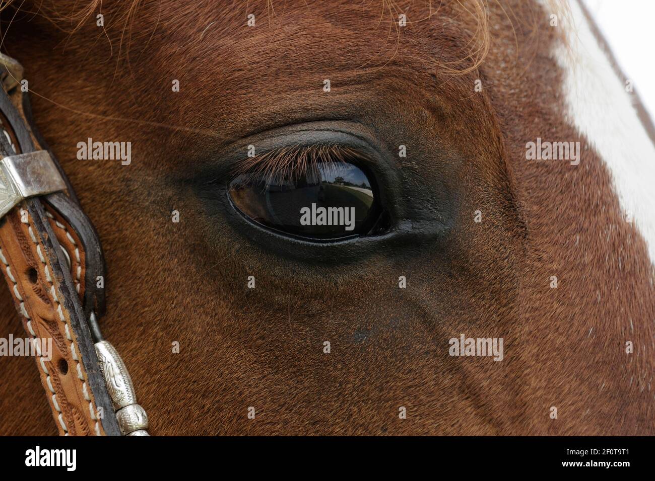 Pur-sang arabe, jument, oeil, brun Banque D'Images