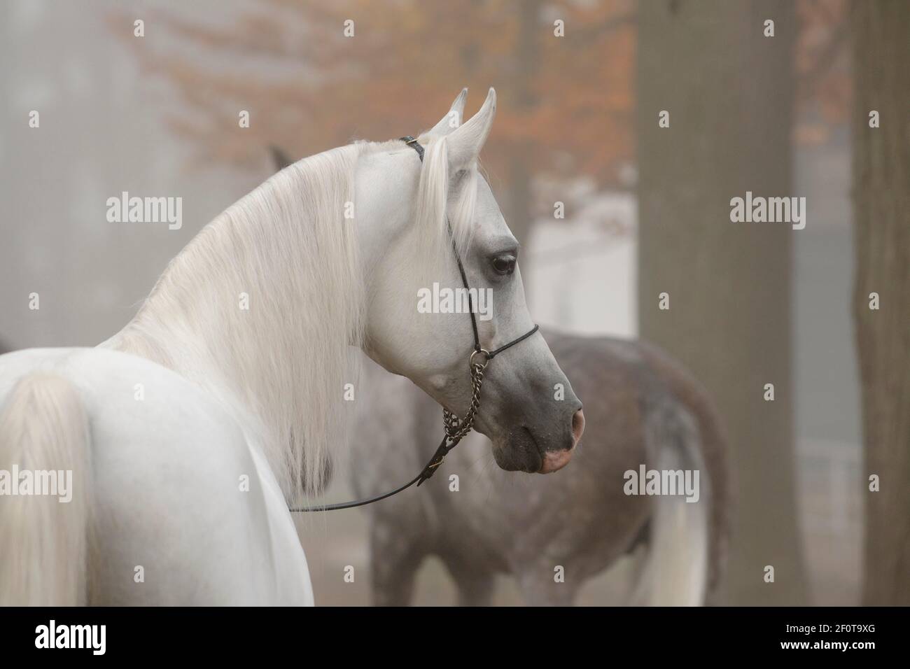 Pur-sang arabe, étalon, gris dans la brume, avec haltère, automne Banque D'Images