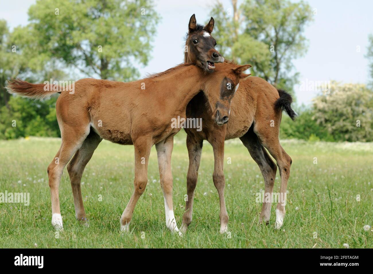 Pur-sang arabe, deux foals jouent dans le pâturage Banque D'Images