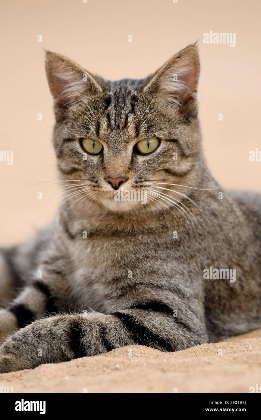 Le chat de la maison Tigré se trouve dans le sable Banque D'Images