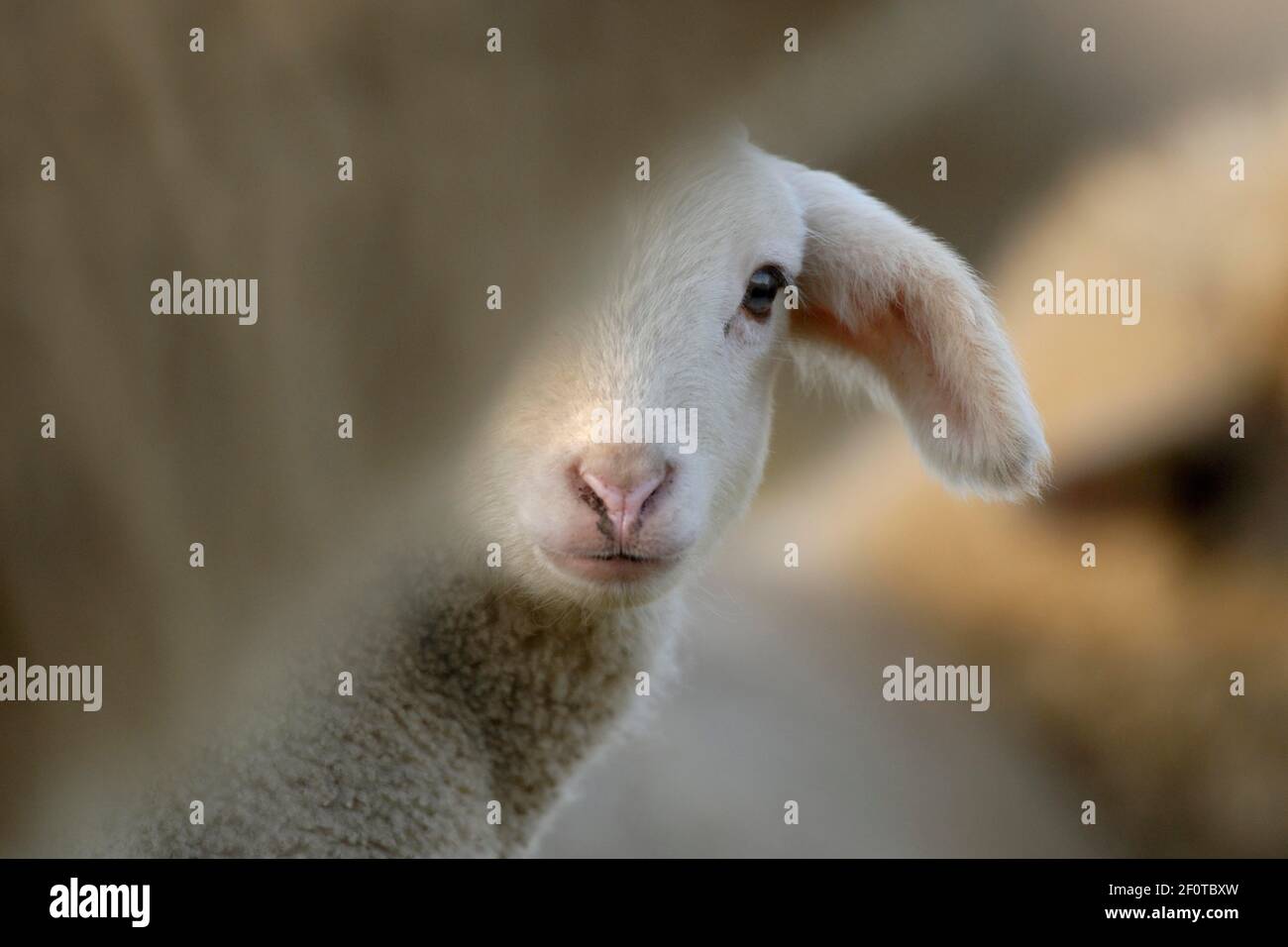 Mouton domestique (Ovis aries), agneau sur pâturage, Allemagne Banque D'Images