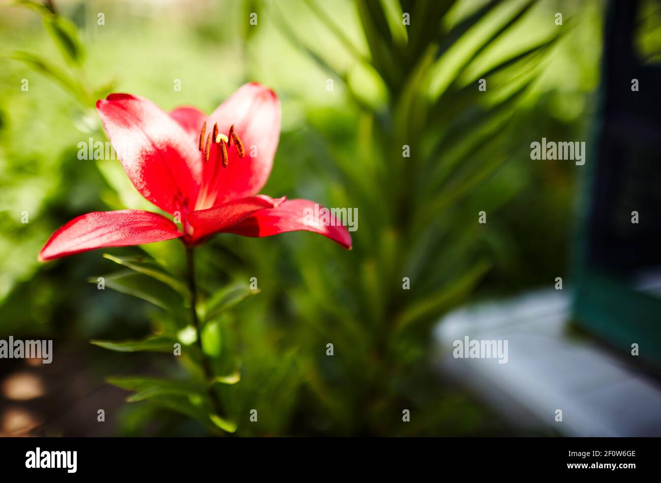 Belle fleur de nénuphars sur fond de feuilles vertes. Belle plante de Lily en fleurs au printemps ou en été. Mise au point sélective avec faible profondeur de champ Banque D'Images