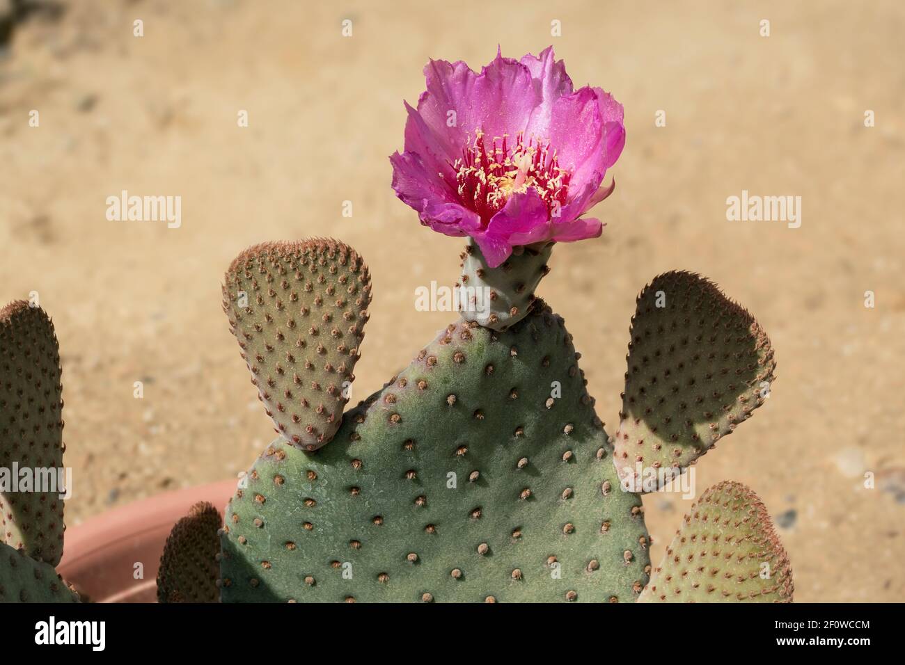 Une seule fleur de cactus rose chaud de couleur magenta, Opuntia basilaris s'assoit au sommet d'une plante en pot avec un flou fond sablonneux Banque D'Images