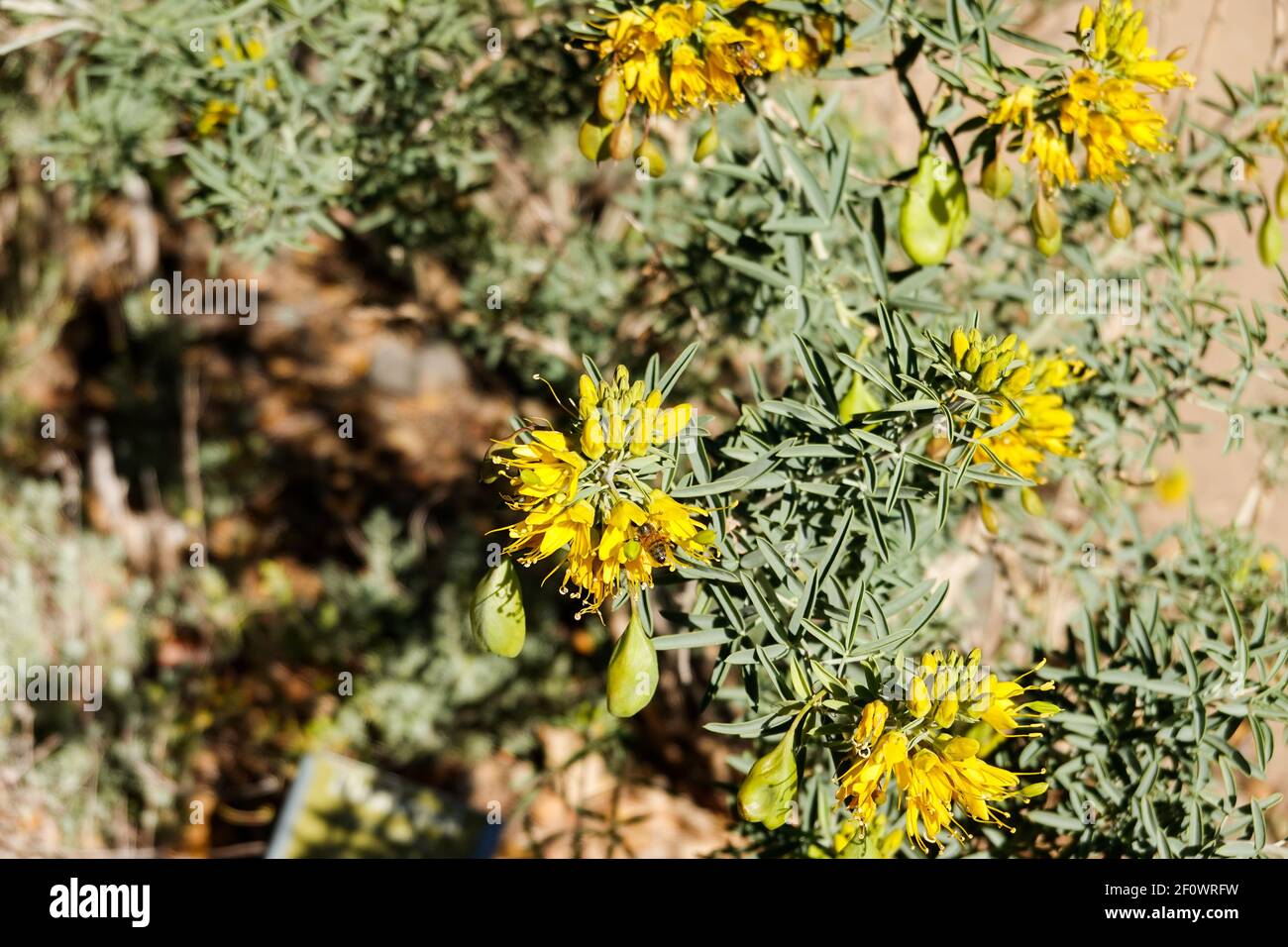Bladderpod ( Peritoma arborea ) également connu par les noms communs burrofat, et California Cleome. Il est originaire de Californie (principalement du sud) Banque D'Images