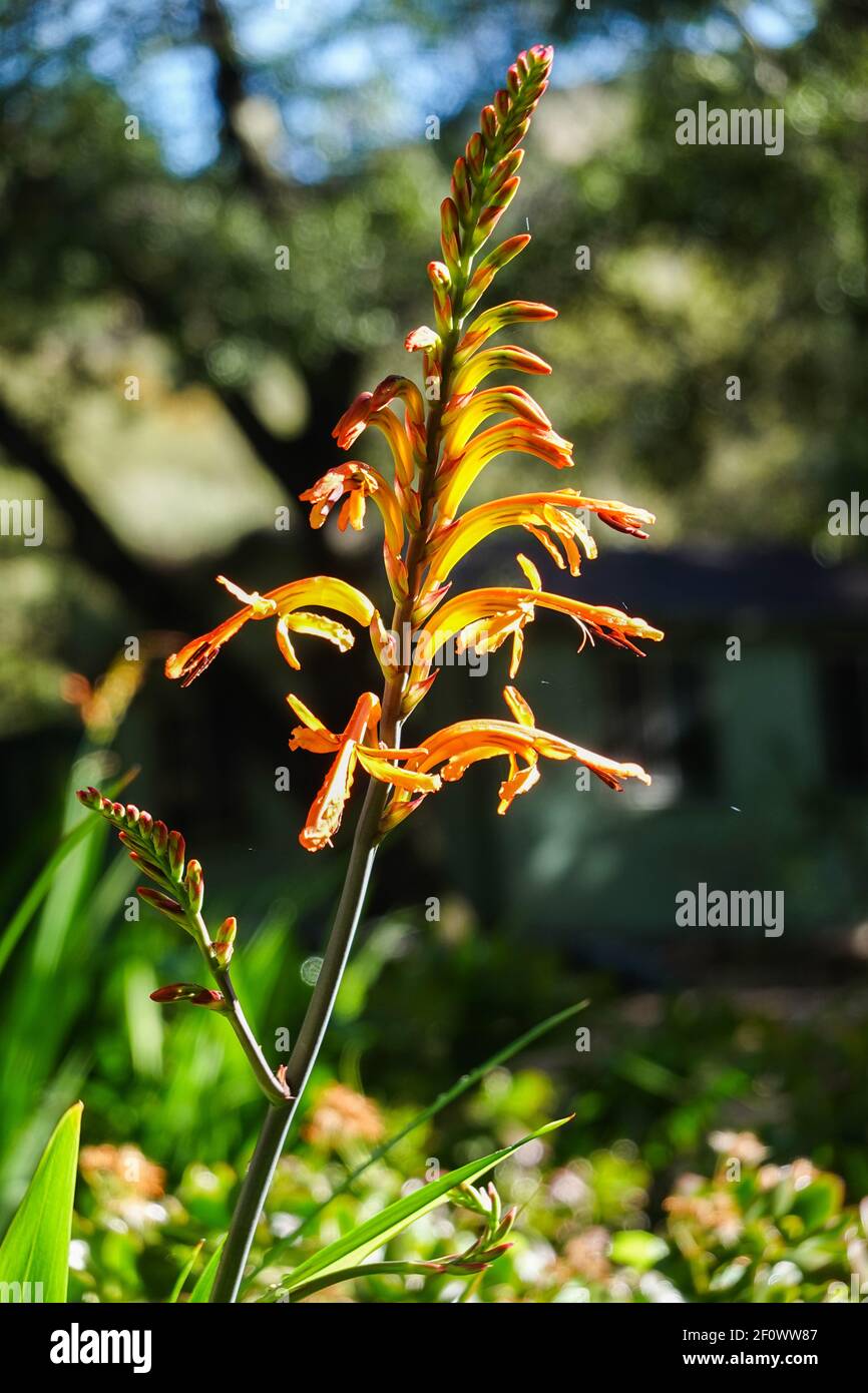 Chasmanthe floribunda Nom commun fleur du drapeau africain. Culture en Californie, États-Unis. Aussi connu sous le nom de drapeau de maïs africain , fanions Banque D'Images