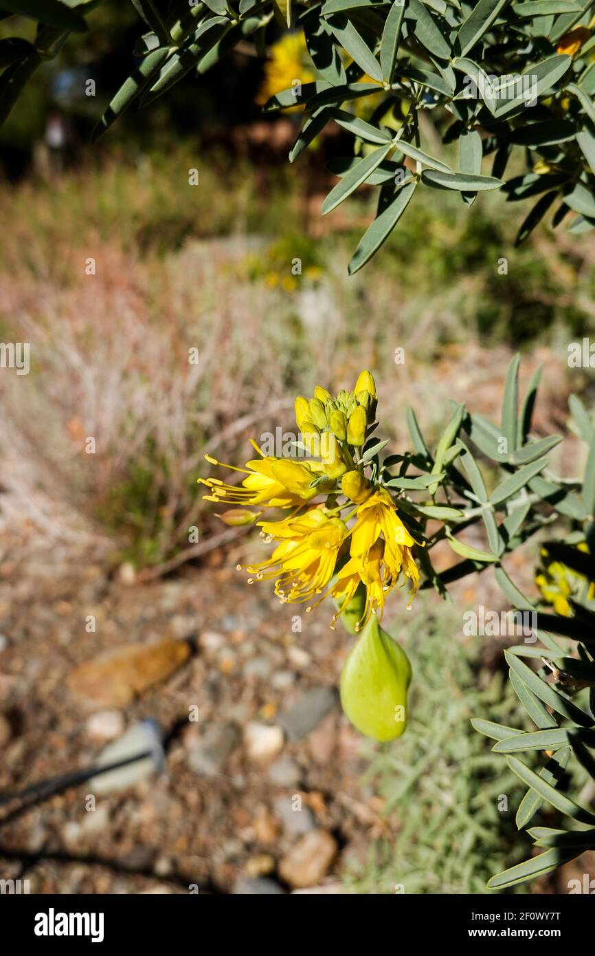 Bladderpod ( Peritoma arborea ) également connu par les noms communs burrofat, et California Cleome. Il est originaire de Californie (principalement du sud) Banque D'Images
