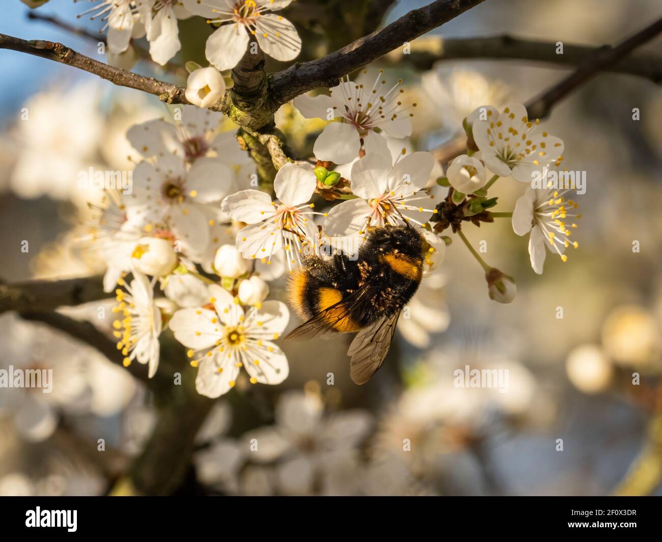 Une abeille à queue de boeuf (Bombus terrestris) se nourrissant de la fleur de noir (Prunus spinosa) dans la réserve naturelle des terres agricoles de Beddington à Sutton, Longo Banque D'Images
