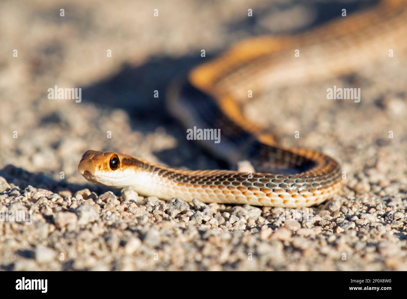 Serpent à patchnose de l'Ouest (Salvadora hexalepis) Banque D'Images