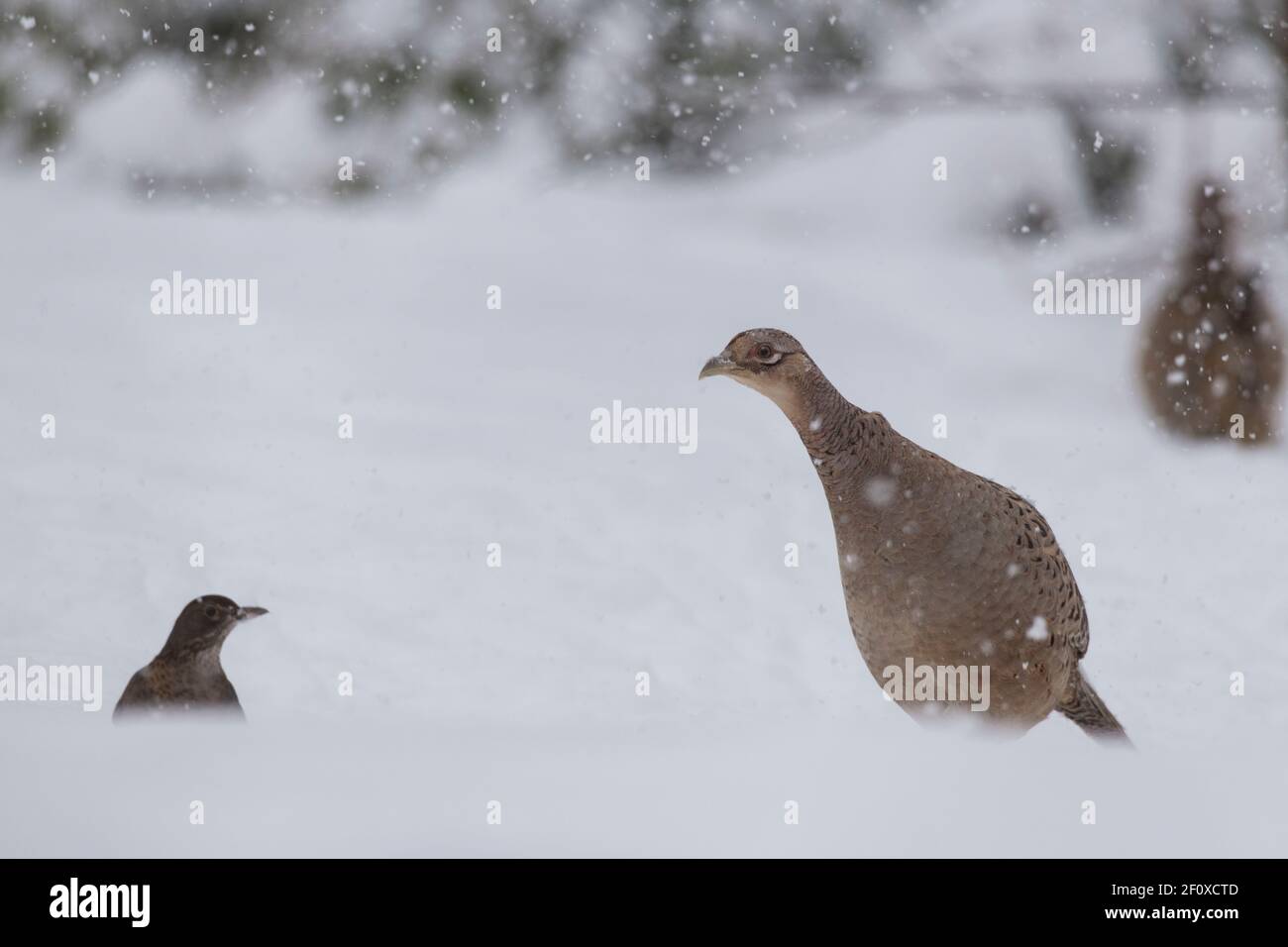 Un faisan femelle (Phasianus colchicus) rencontre un oiseau noir femelle (Turdus Merula) tout en cherchant de la nourriture pendant une tempête de neige Banque D'Images