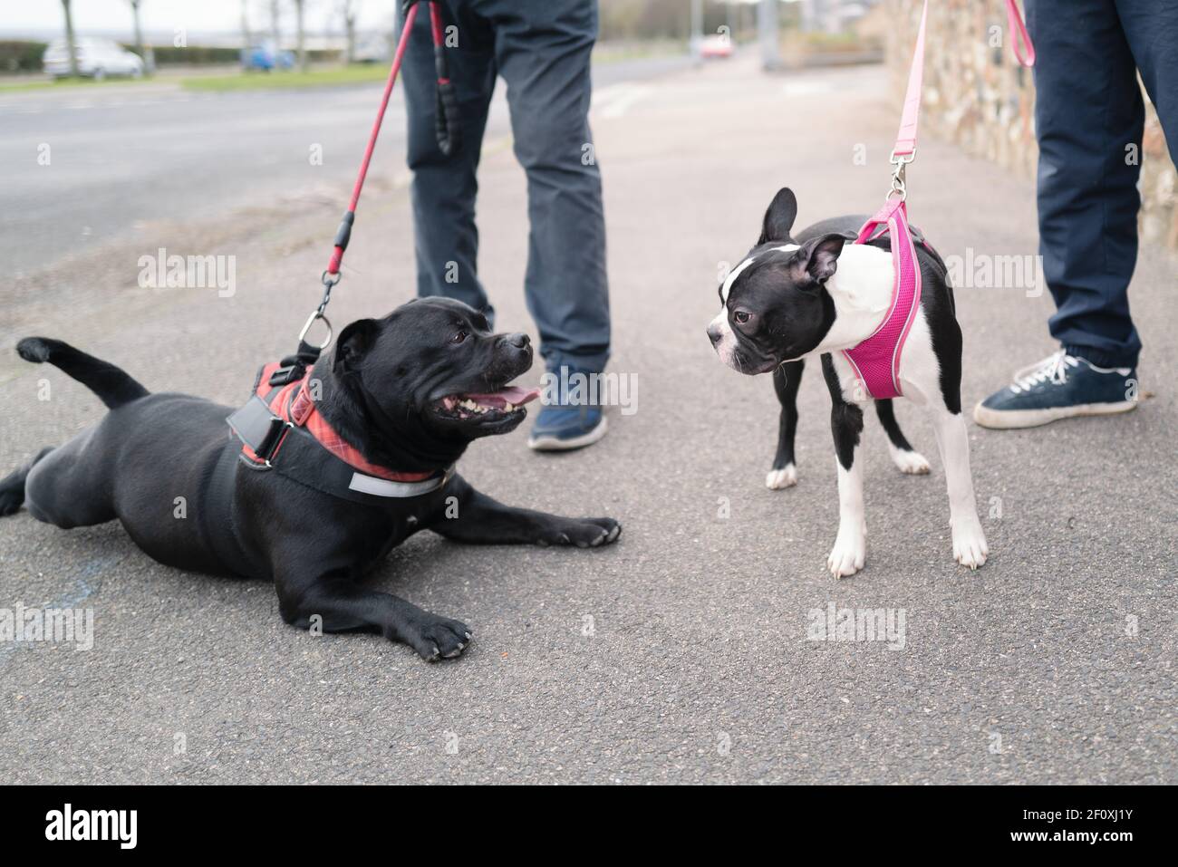 rencontre chien promenade