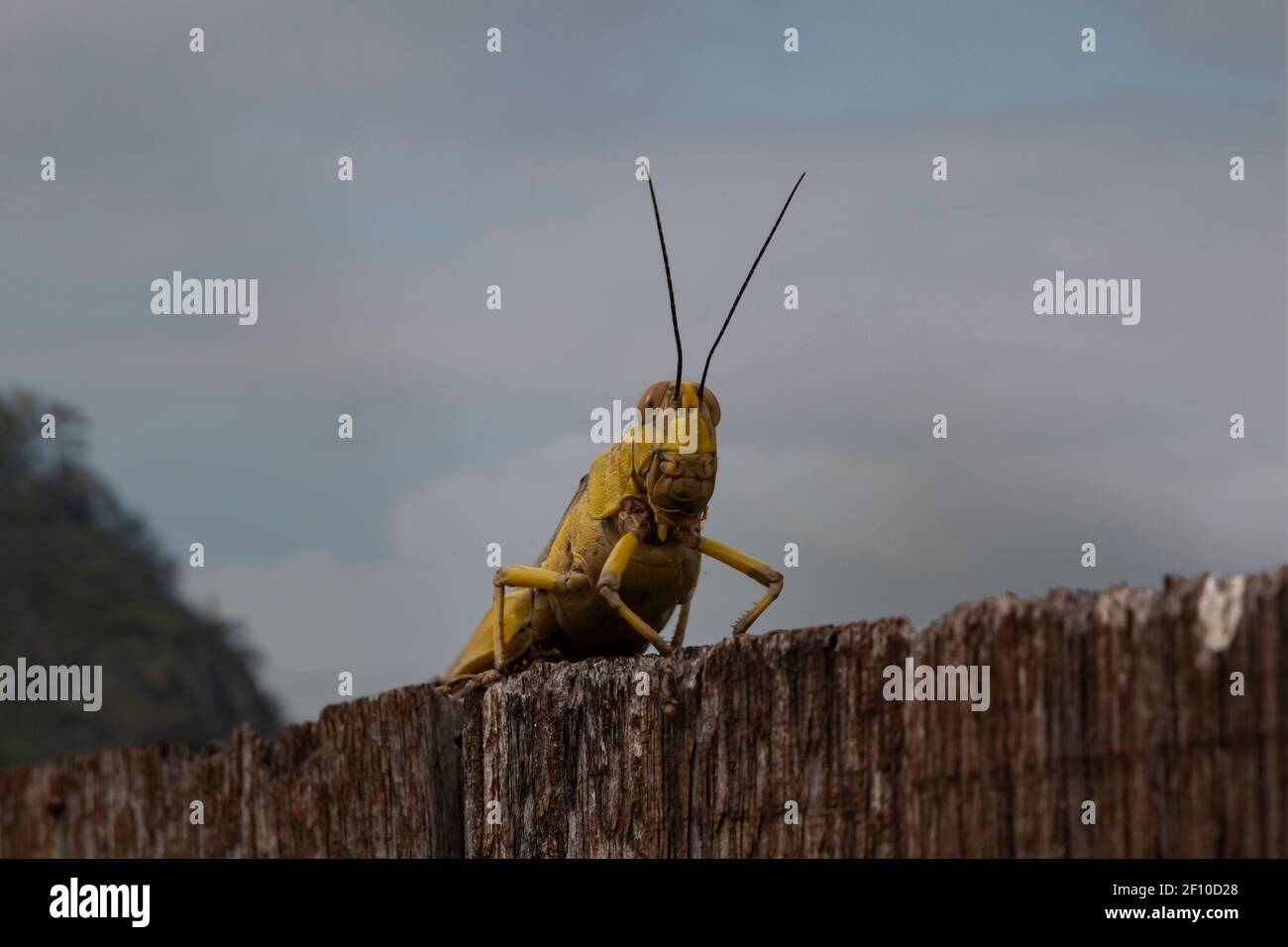 Grand Grasshopper s'est assis sur une clôture à Sabah, Bornéo. Banque D'Images
