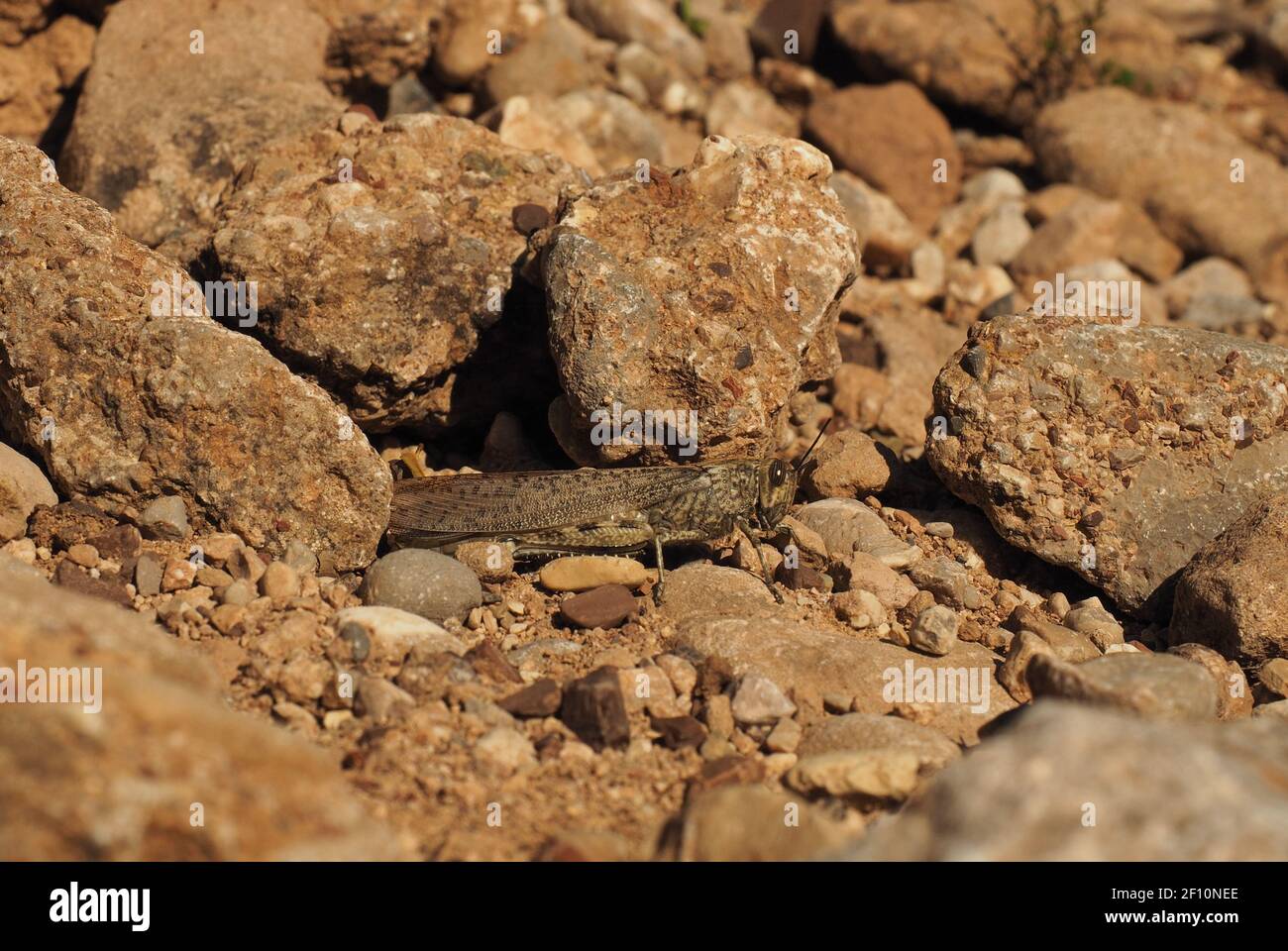 Criquet grégaire, camouflé contre les rochers et le sable. Situé sur le flanc de montagne dans le Péloponnèse, Grèce Banque D'Images