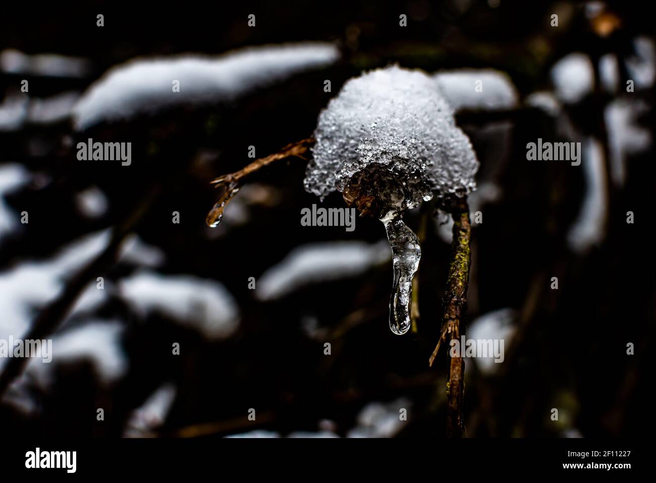 Chapeau de neige et glace sur une petite branche Banque D'Images