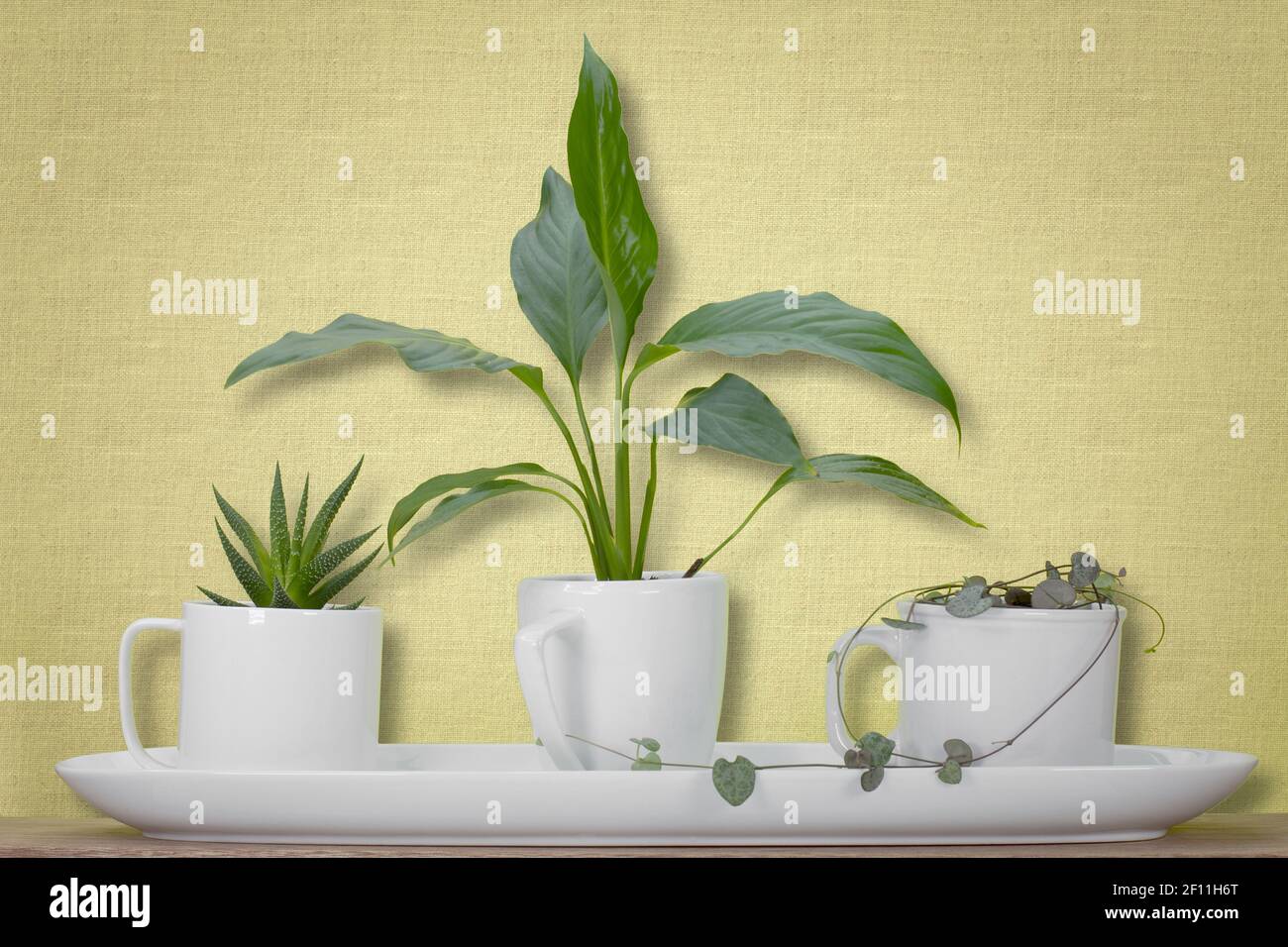 les plantes de maison cultivées dans des tasses blanches recyclées sur plateau sur une étagère en bois, recycler, réutiliser, cycle up pour un mode de vie durable et le jardinage Banque D'Images