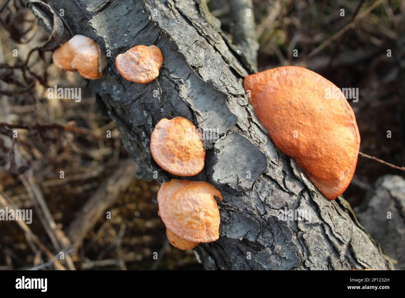 Les champignons de la polypore cinnabar sont en bois à Miami Woods, dans Morton Grove, Illinois Banque D'Images