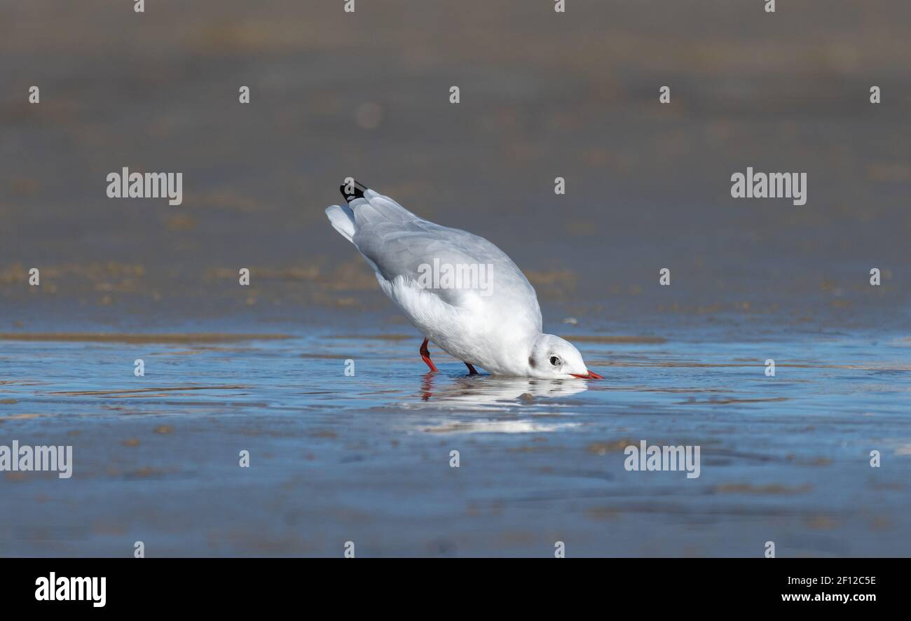 Mouette rieuse (Chroicocephalus ridibundus) Banque D'Images