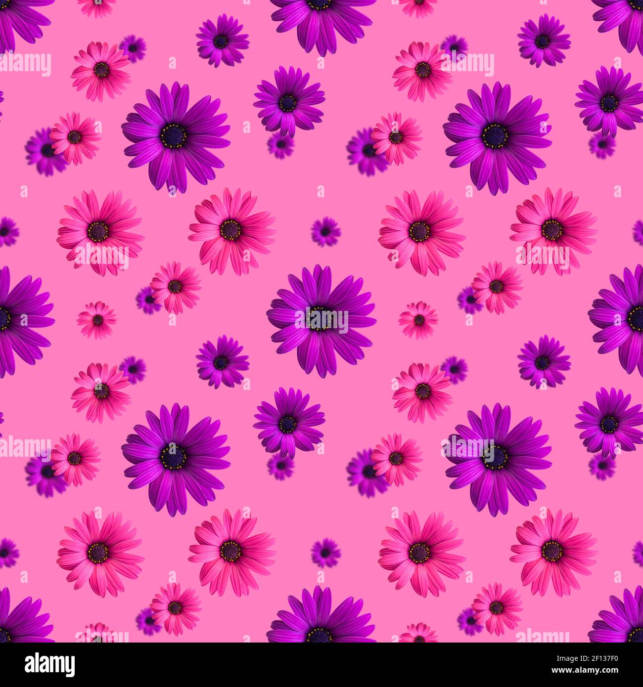 Belle fleur violette et rose têtes sans couture motif sur le fond rose. Vue de dessus des fleurs Banque D'Images