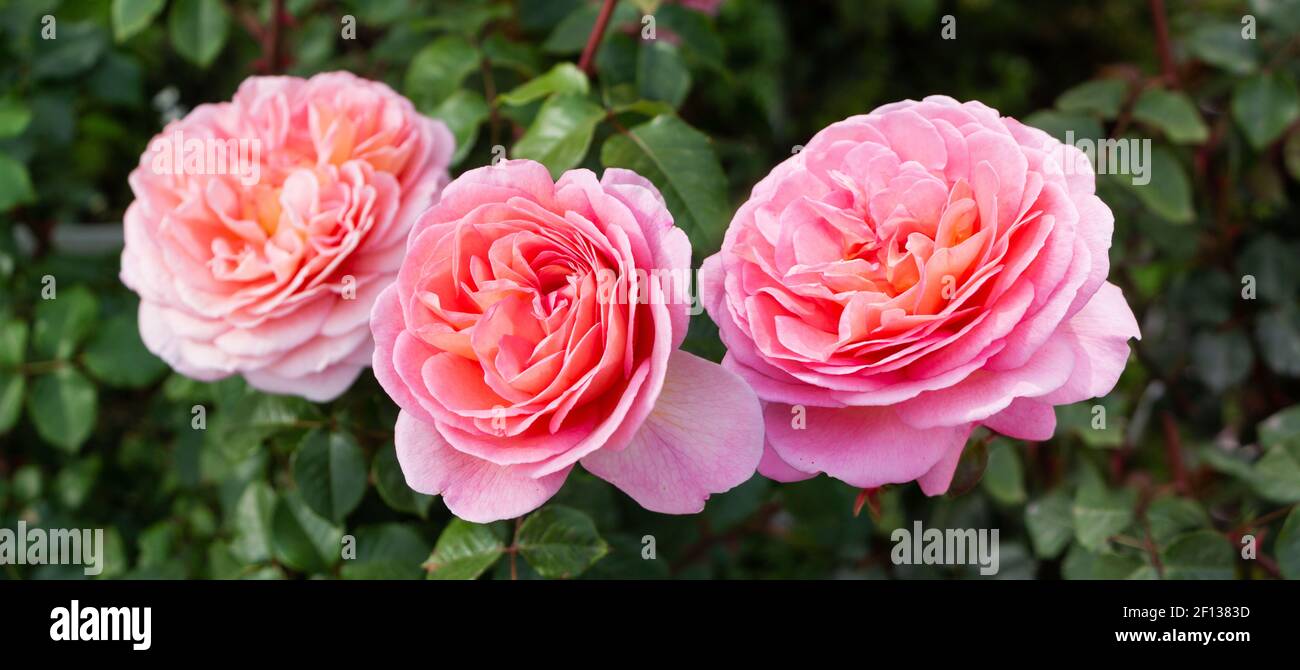 Belles roses, fond vert de jardin Banque D'Images