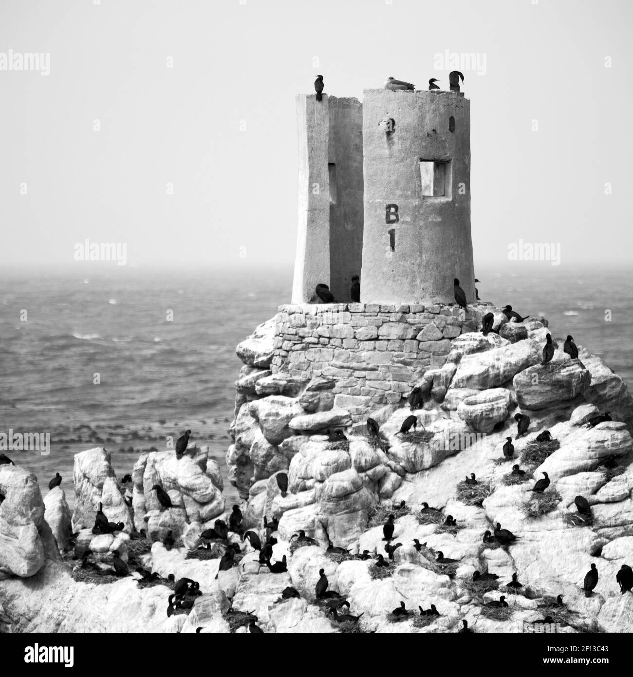 En afrique du Sud faune nature oiseaux et rochers Banque D'Images