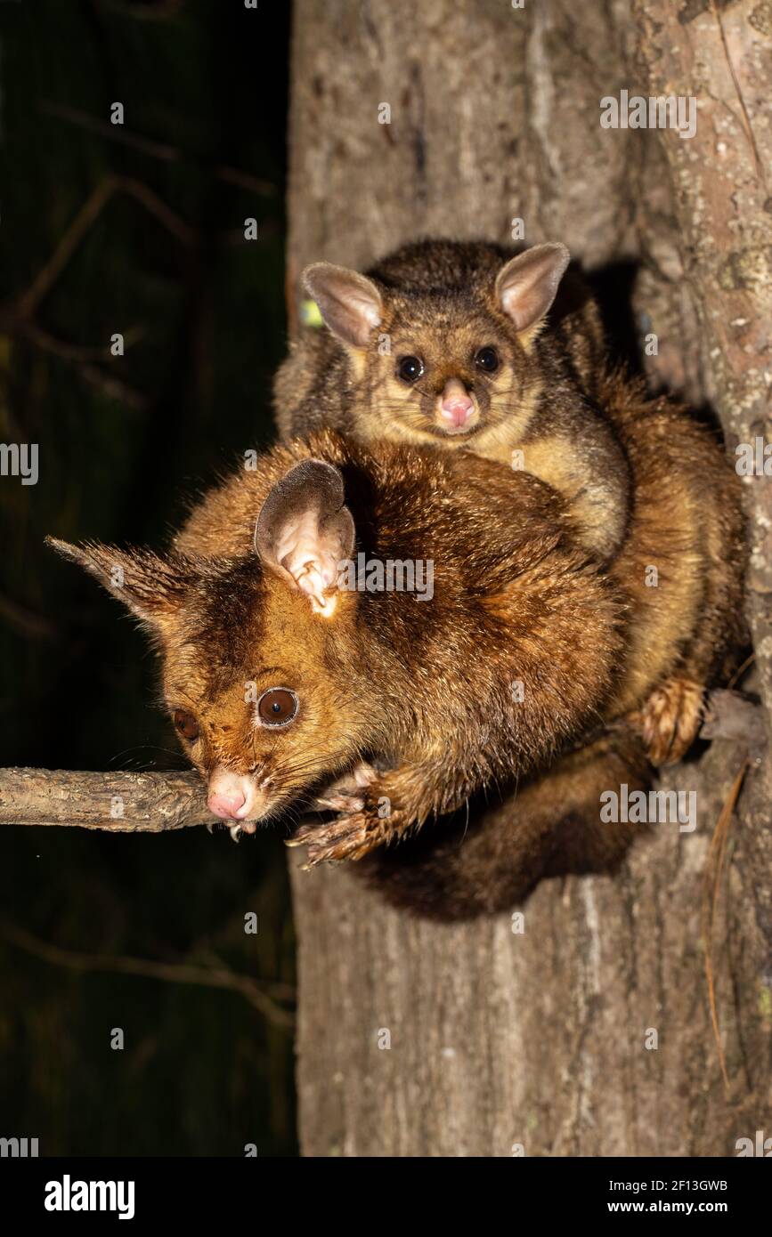 Possum commun avec bébé Banque D'Images