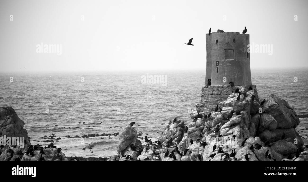 En afrique du Sud faune nature oiseaux et rochers Banque D'Images