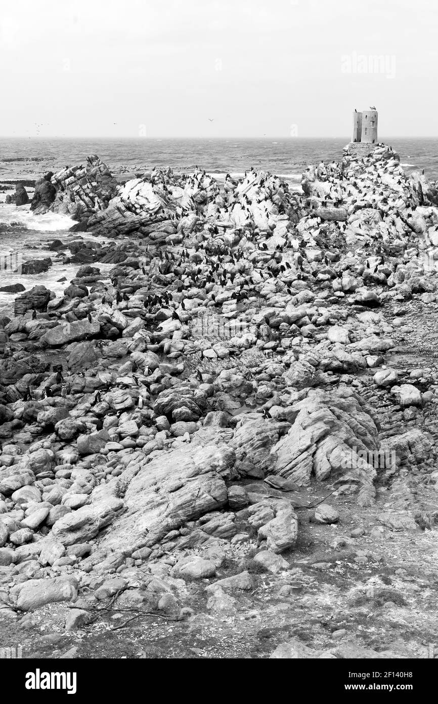 En afrique du Sud faune nature oiseaux et rochers Banque D'Images
