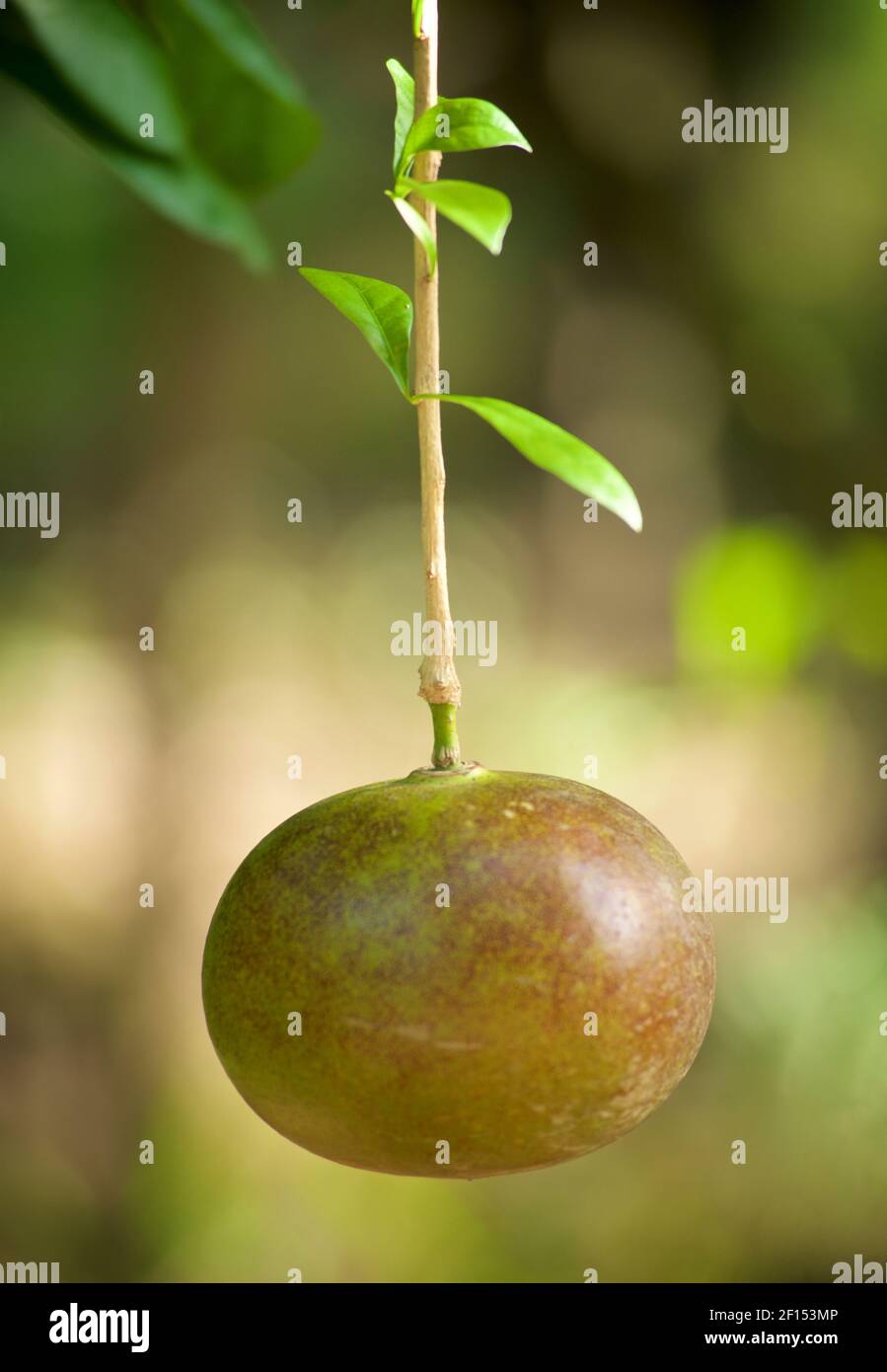 Fruits frais accrochés à un arbre dans le delta du Mékong. Peut-être une Star Apple. Banque D'Images