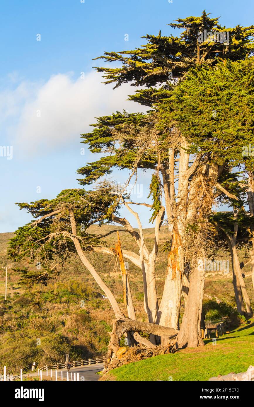 Route sinueuse à travers les collines vertes et la forêt indigène avec des cyprès. Montana de Oro, Los Osos, Californie Banque D'Images