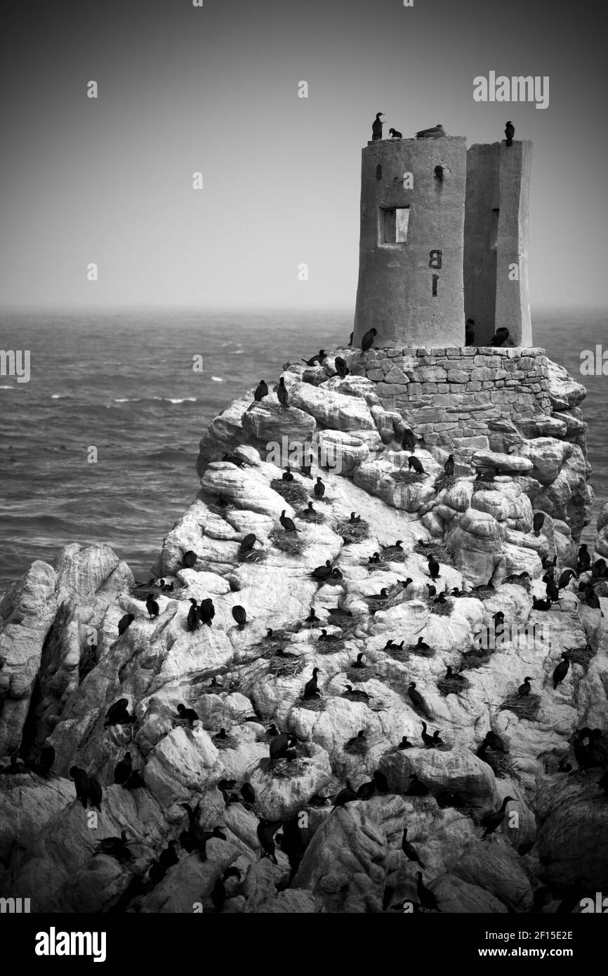 En afrique du Sud faune nature oiseaux et rochers Banque D'Images