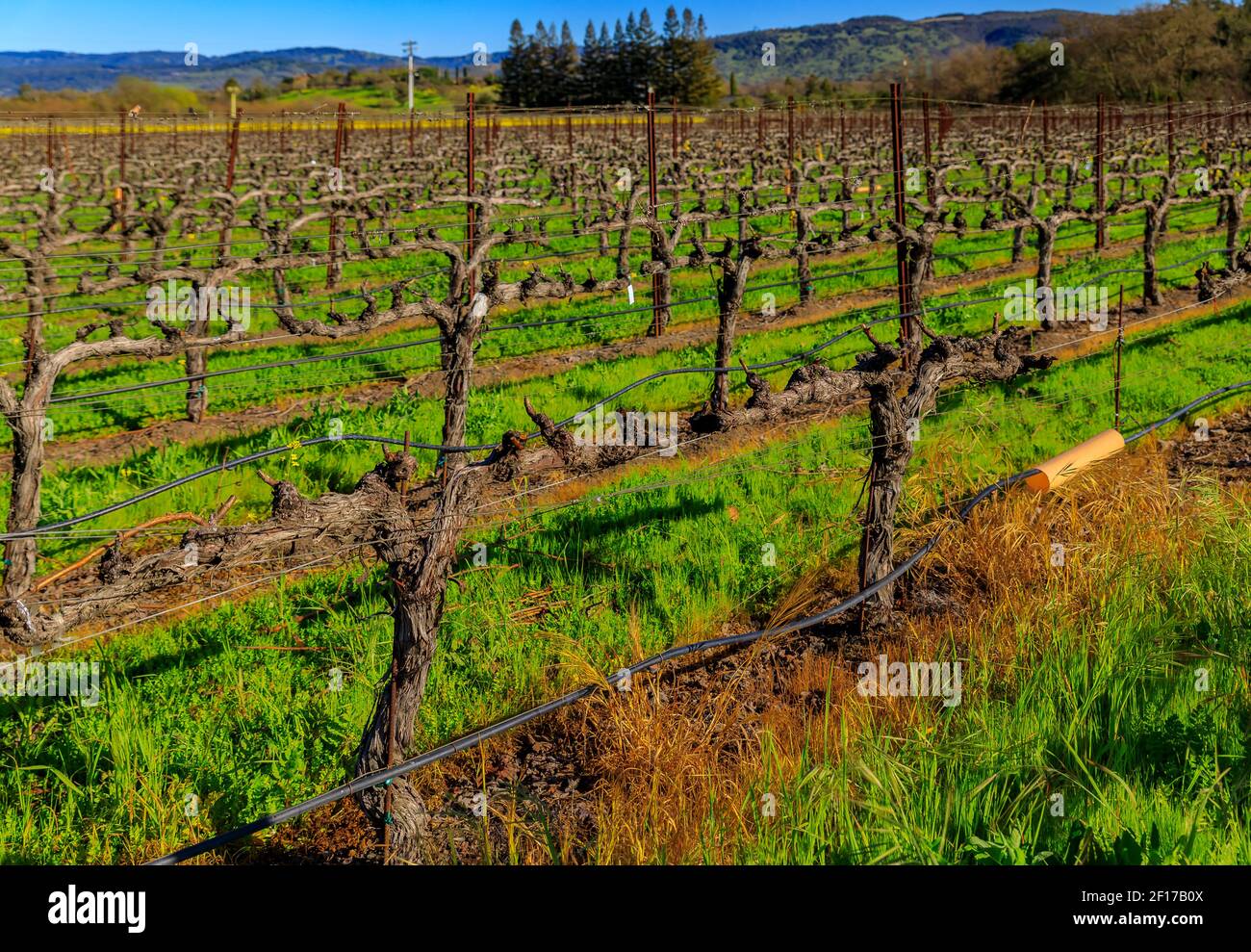 Vue rapprochée sur les vignes d'un vignoble au printemps dans la vallée de Napa, Californie, Etats-Unis Banque D'Images