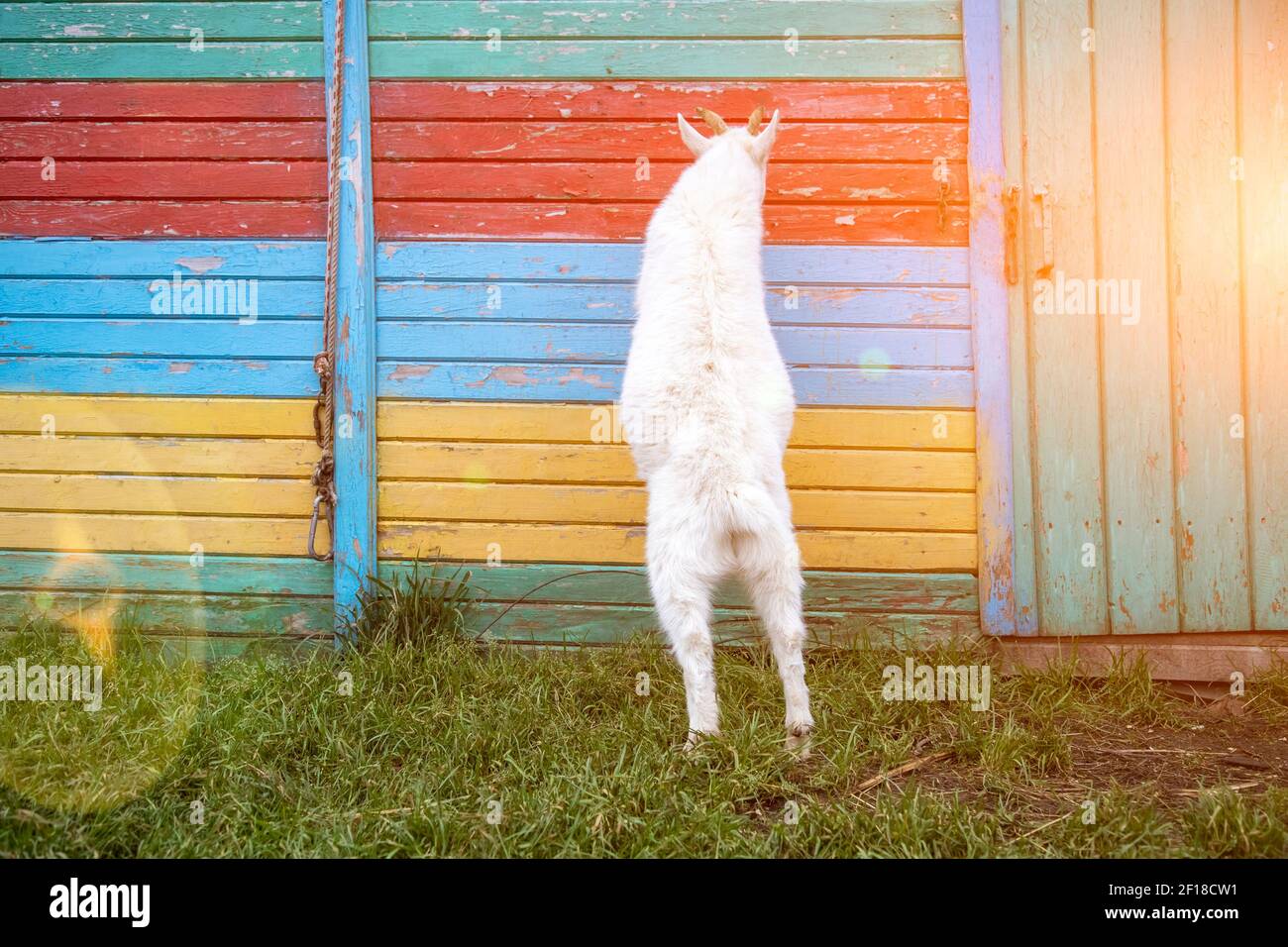 un petit chèvre blanc debout dans une clôture colorée. été ensoleillé à counrtyside Banque D'Images