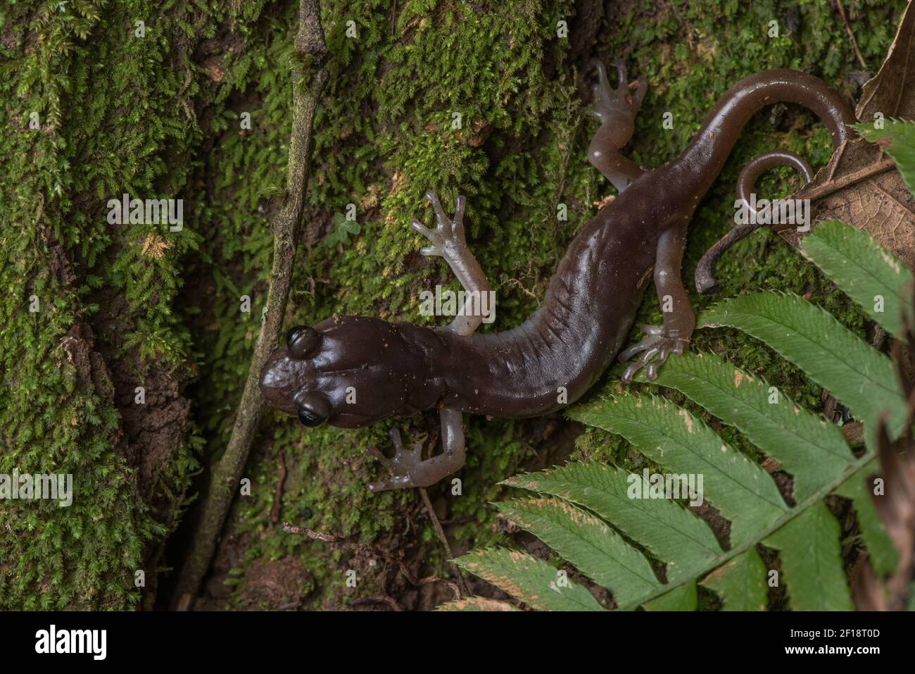 Une salamandre arborienne (Anéides lugubris) dans le parc du comté de Mount Madonna, dans le comté de Santa Clara, en Californie. Banque D'Images