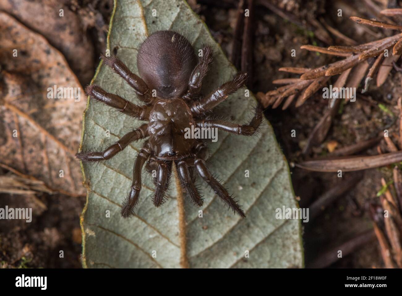 Une araignée à trappe pliante (Aliatypus californicus), une espèce de mygalomorphe endémique en Californie, a trouvé la nuit des chenilles sur le sol de la forêt. Banque D'Images