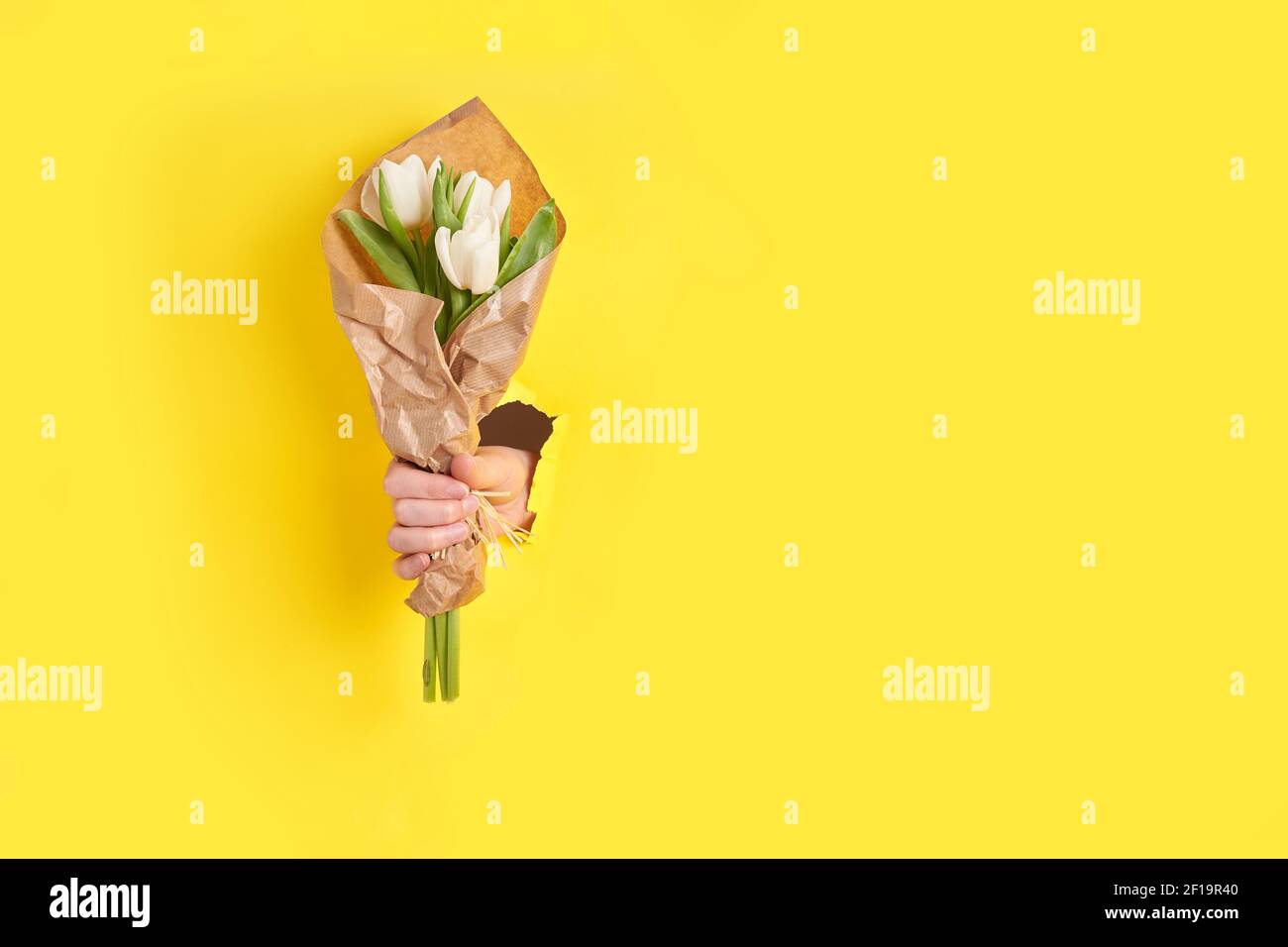 femme main tenant des tulipes blanches fleurs à travers le trou dans papier jaune Banque D'Images
