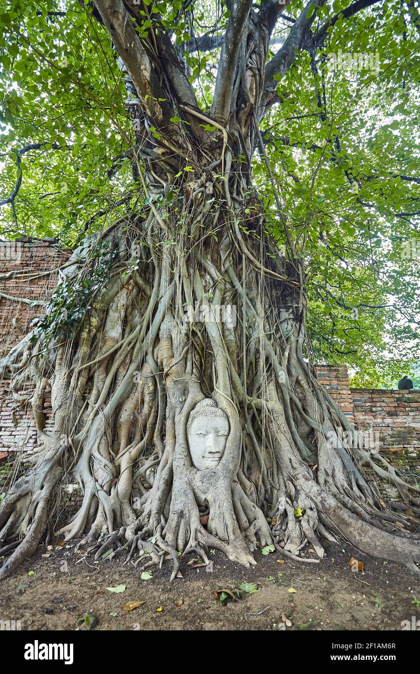 Tête de Bouddha en grès dans les racines de l'arbre à Wat Mahathat, Ayutthaya, Thaïlande Banque D'Images
