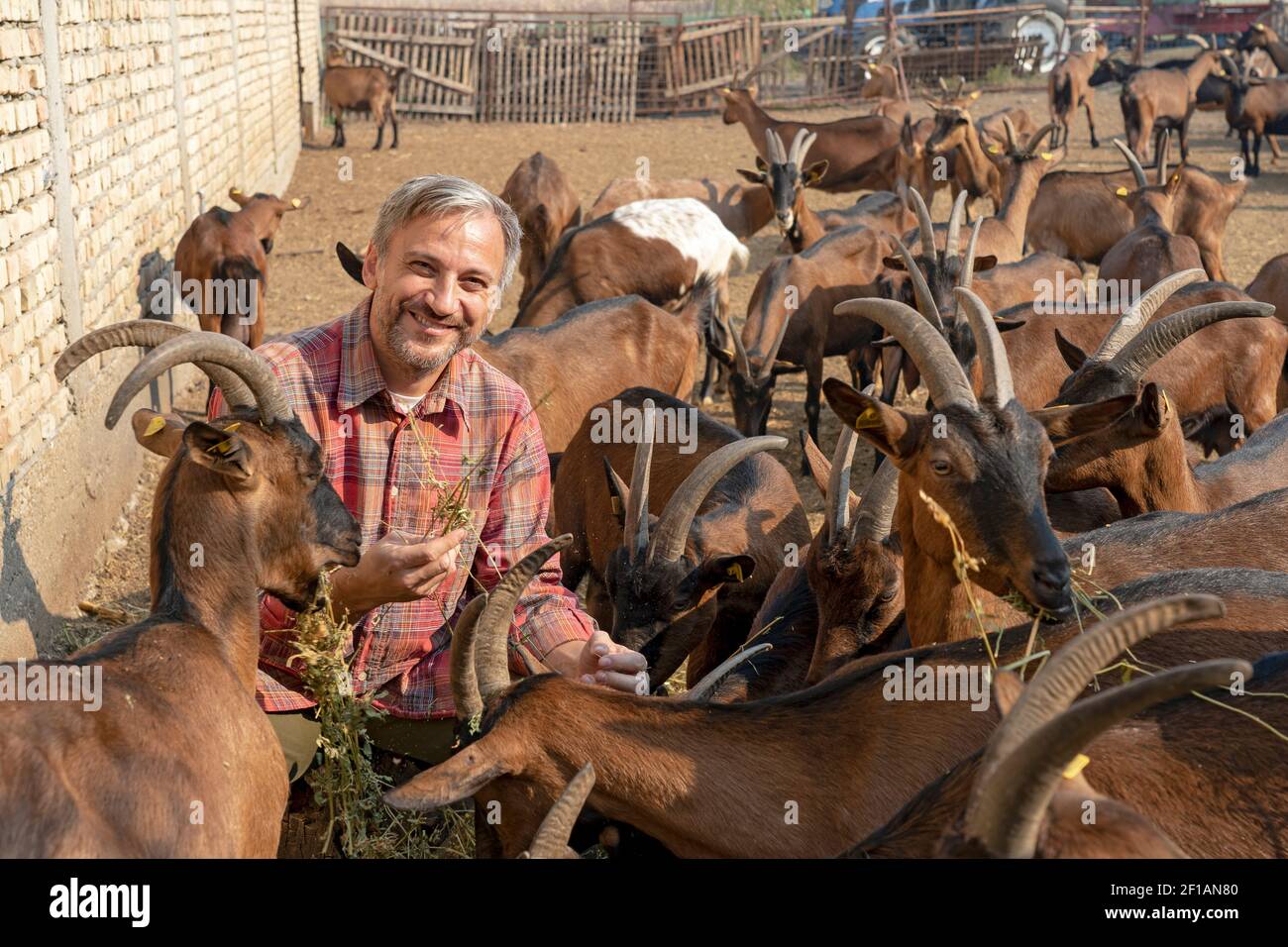 Souriant mature Farmer nourrissant des chèvres dans une enceinte extérieure. Animal Husbandry concept. Élevage de chèvres. Banque D'Images