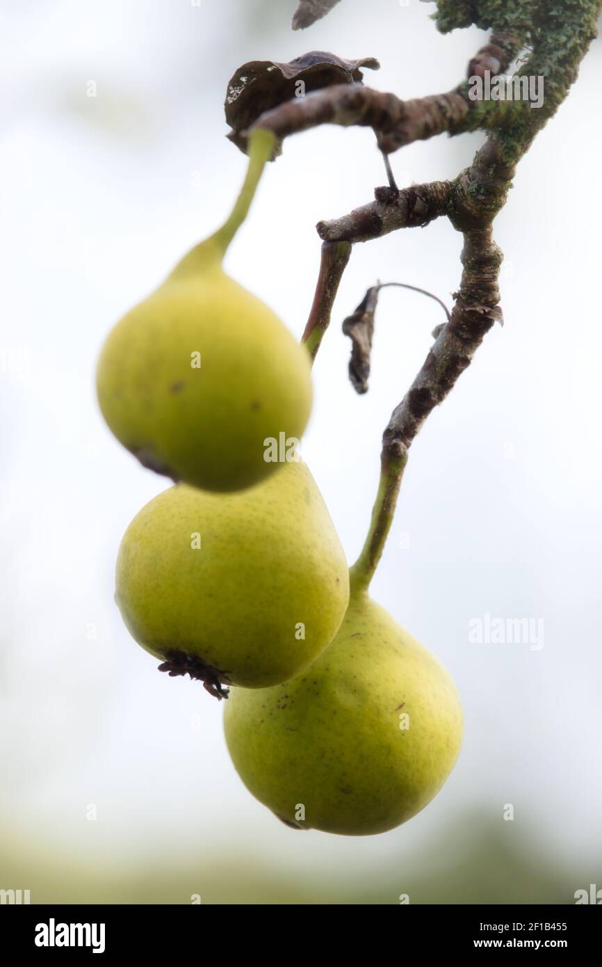 Trois poires mûres accrochées à une branche d'arbre près de Potzbach, en Allemagne, le jour de l'automne. Banque D'Images