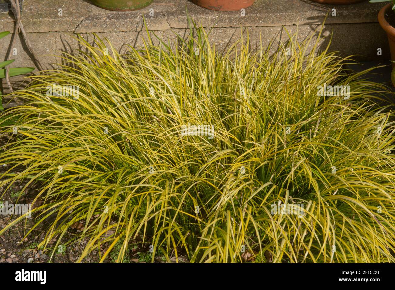 Hiver variété de feuillage vert et jaune du feuillure mince Plante drapeau doux (Acorus gramineus) Culture dans une frontière herbacée dans un jardin Banque D'Images