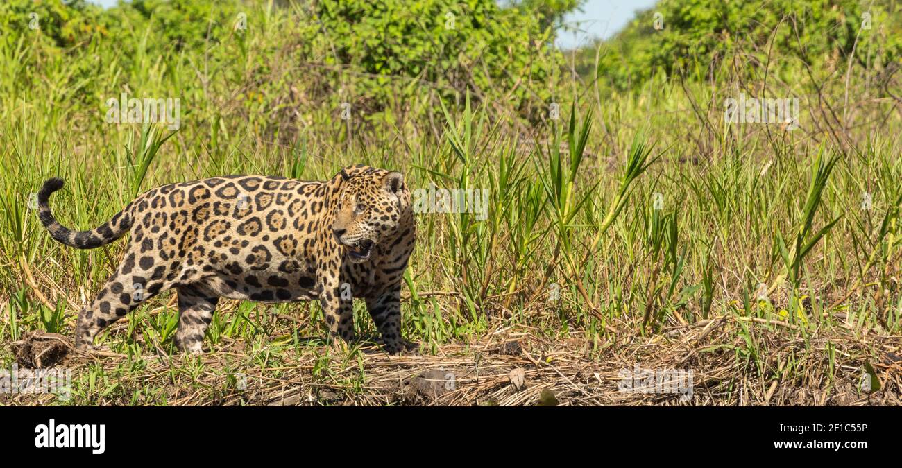 Faune sud-américaine : Jaguar dans le Pantanal du nord Banque D'Images Faune sud-américaine : Jaguar dans le Pantanal du nord Banque D'Images