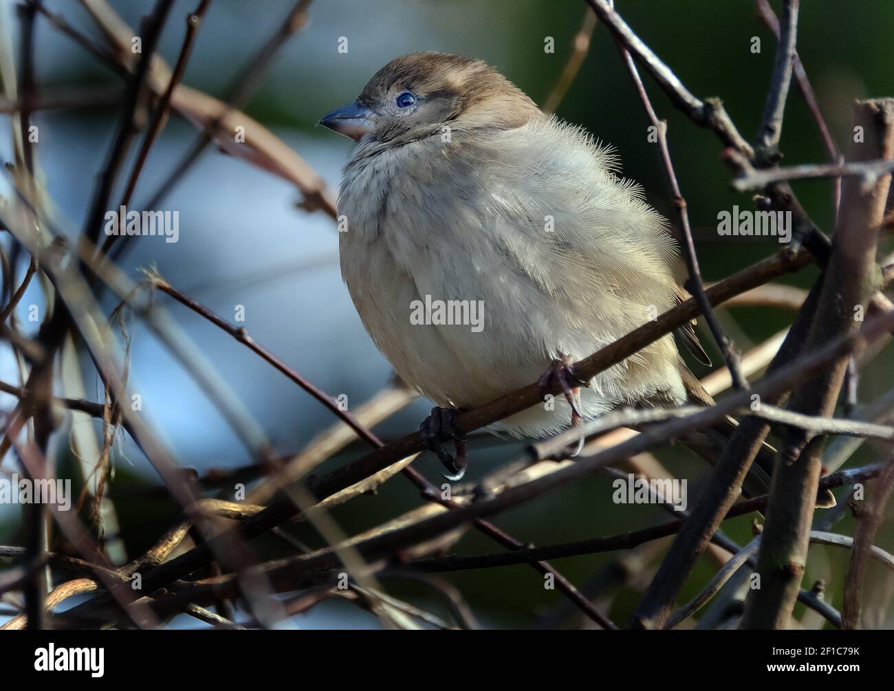 Le moineau domestique est un oiseau de la famille Passeridae, trouvés dans la plupart des régions du monde. Banque D'Images