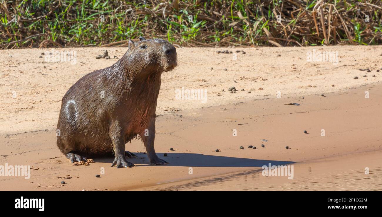 Portrait d'une assise de Capybara dans le Pantanal à Mato Grosso, Brésil Banque D'Images