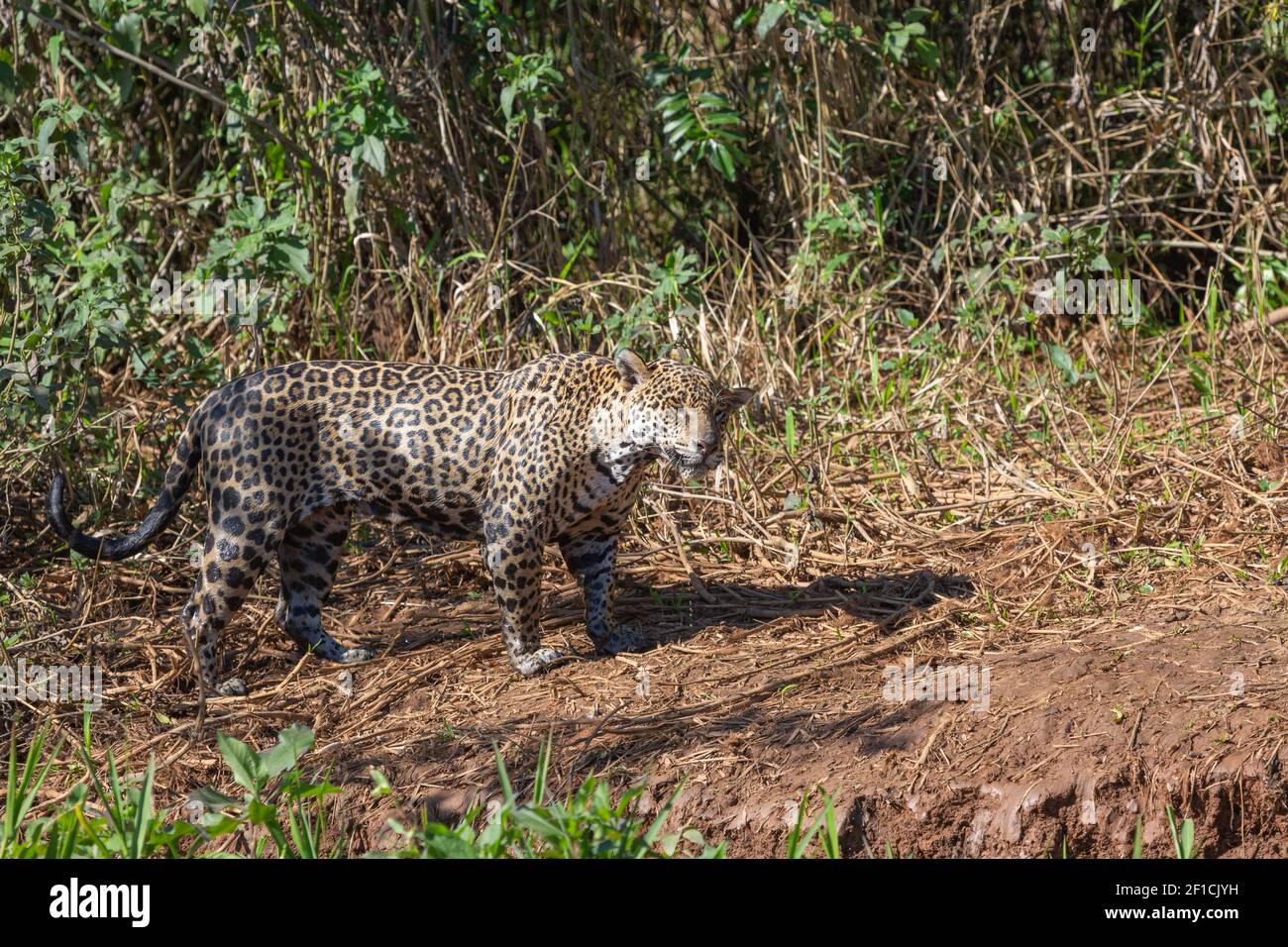 Jaguar (Panthera onca) dans le Pantanal à Mato Grosso, Brésil Banque D'Images