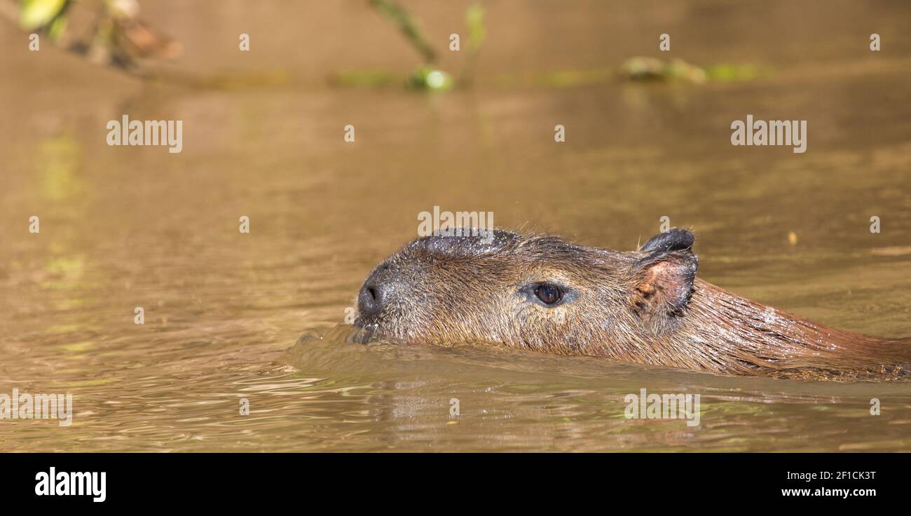 Chef d'un capybara nageant dans le Pantanal à Mato Grosso, Brésil Banque D'Images